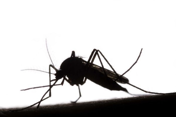 Nyamuk Modifikasi Gen Anti-Zika Bisa Bermasalah